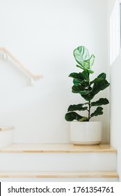 Fiddle leaf fig, Ficus lyrata, plant in circle white pot and place at the Corner of stair or ladder for decorate home or room. - Shutterstock ID 1761354761