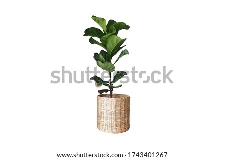 A Fiddle Leaf Fig or Ficus lyrata indoor potted plant with large, green, shiny leaves planted in a rattan basket. Popular air purifier plant for tropical minimal design. Isolated on white background