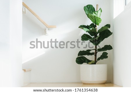 Fiddle leaf fig, Ficus lyrata, plant in circle white pot and place at the Corner of stair or ladder for decorate home or room. And there is sunlight coming from the right hand window.