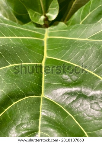 Fiddle Leaf Fig Large Green Leaf Close-Up with Prominent Yellow Veins and Glossy Texture
