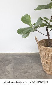fiddle leaf fig tree.