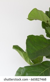 Fiddle Leaf Fig Tree Stock Photo (Edit Now) 665827468