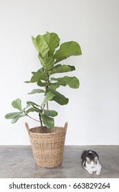 Fiddle Leaf Fig Tree And Cat.