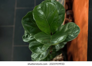 Fiddle leaf fig tree or Ficus Lyrata. Green leaves of bush of house plant before the gray floor. Top view