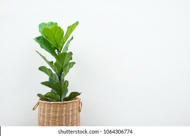 Fiddle Leaf Fig Tree For Home Decor