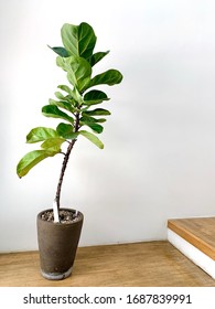 Fiddle Leaf Fig Tree In The Home