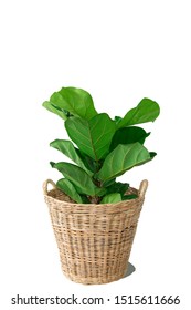 Fiddle leaf fig tree on Wicker basket on white background.