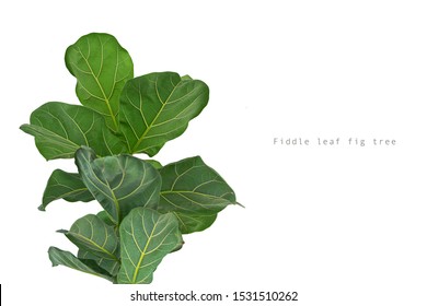 Fiddle Leaf Fig Tree On White Background.