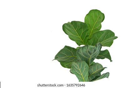 Fiddle Leaf Fig Tree On White Background.