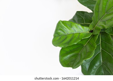 Fiddle Leaf Fig Tree Images, Stock Photos & Vectors | Shutterstock