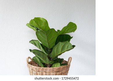 fiddle leaf fig tree on white background.