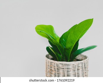 fiddle leaf fig tree on white background.