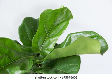 Fiddle-tree Images, Stock Photos & Vectors | Shutterstock