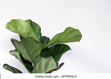 Fiddle Leaf Fig Tree On White Background.