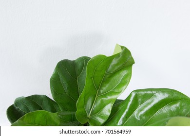 Fiddle Leaf Fig Tree On White Background