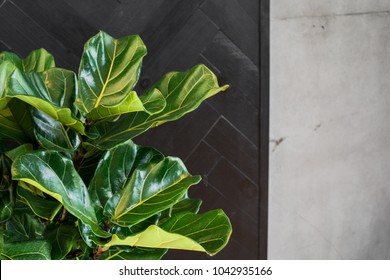 Fiddle Leaf Fig Tree Scandinavian Decor Indoor Plant Green Leaf