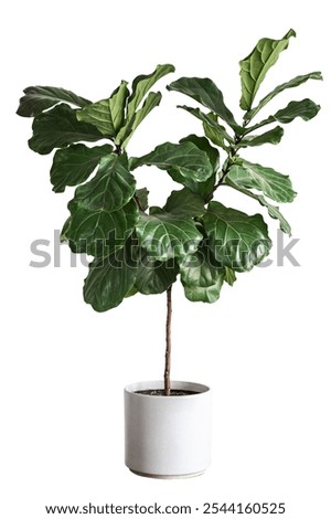 Fiddle leaf fig in a white pot. Large green leaves. Fiddle leaf fig plant. Indoor house plant in white pot. Fiddle leaf fig with glossy leaves. Decorative plant. Isolated on white background