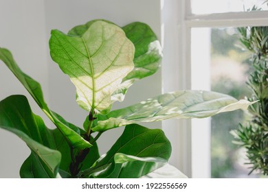 Fiddle Leaf Figs should be placed in front of a window that will receive
