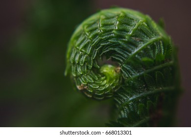 Fiddlehead