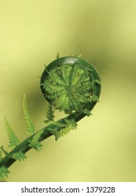 Fiddlehead Fern