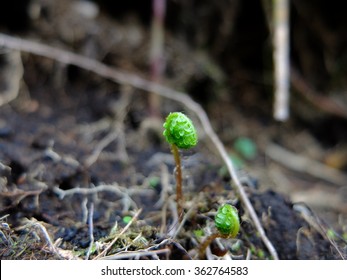 Fiddlehead Fern