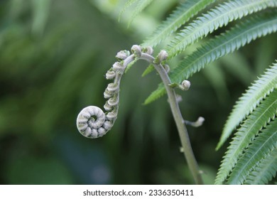 Fiddlehead Fern Curled Head of a Fern in the Jungle Up Close - Powered by Shutterstock