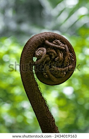 fiddlehead fern that grows well in a garden