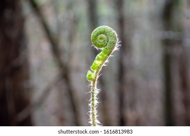 Fiddlehead Fern In The Woods