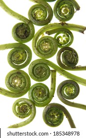 Fiddlehead Ferns