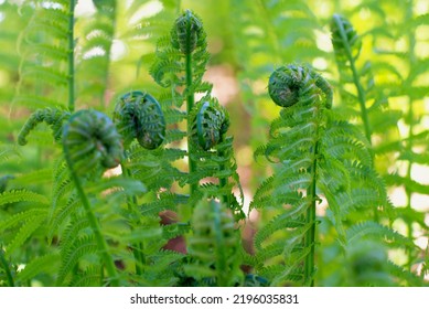 Fiddlehead ferns with green unrolling into a frond harvested as a vegetable. The fiddlehead resembles the curled ornamentation of a scroll. The curled plant are edible shoots of the ostrich fern.
