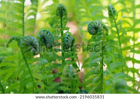 Fiddlehead ferns with green unrolling into a frond harvested as a vegetable. The fiddlehead resembles the curled ornamentation of a scroll. The curled plant are edible shoots of the ostrich fern.