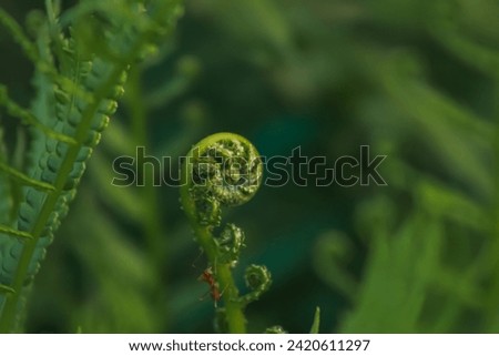 Fiddlehead ferns: Nature's graceful unfurling.
