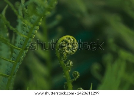 Fiddlehead ferns: Nature's graceful unfurling.