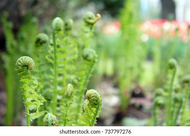 Fiddlehead Ferns Unfurling in Spring with Blurred Background of Tulips and lots of Copy Space