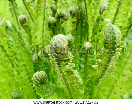 Fiddlehead greens of ostrich or shuttlecock ferns growing in early spring, close up, selective focus