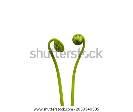 Fiddlehead (young ostrich ferns) isolated on white background