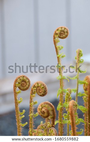 The fiddleheads on Sword Ferns are the new growth photographed near Shelton, WA, USA.