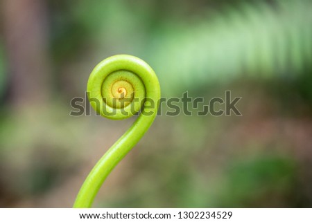 fiddleheads in the rainforest