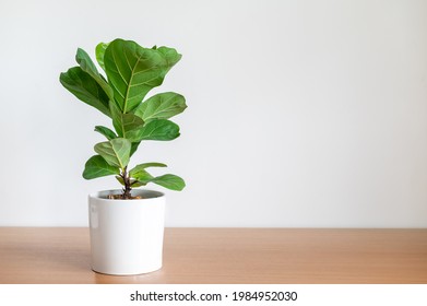 Fiddle-Leaf Fig Tree In White Pot On Wooden Table