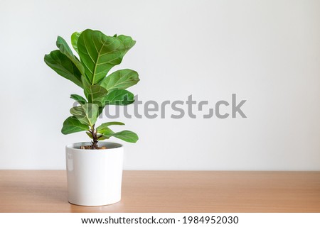 Fiddle-Leaf Fig Tree in white pot on wooden table