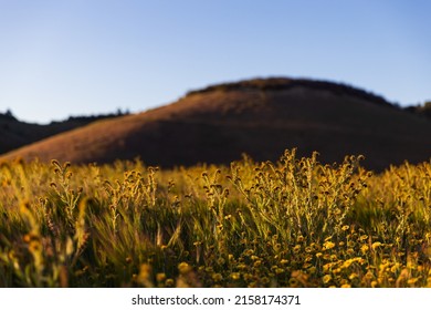 Fiddleneck Field in Los Padres National Forest east of Santa Maria