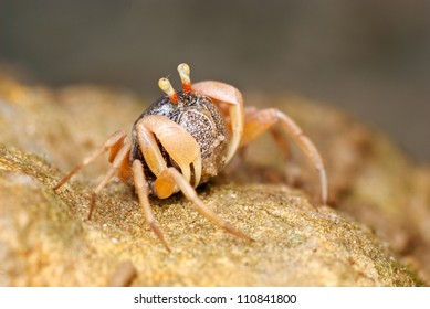 fiddler crab
