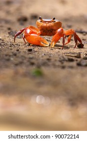 Fiddler Crab