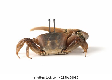 Fiddler crab closeup on white background, Comando crab "uca vocans" closeup, yellow violin crab