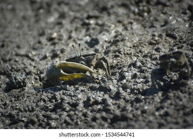 Fiddler Crab, Ghost Crab (Ocypodidae) Walking In The Mangrove
