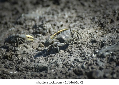 Fiddler Crab, Ghost Crab (Ocypodidae) Walking In The Mangrove
