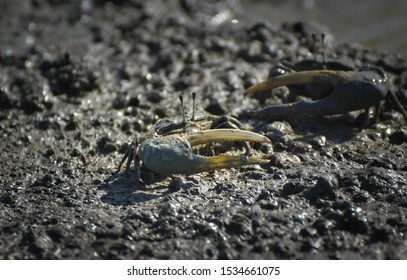 Fiddler Crab, Ghost Crab (Ocypodidae) Walking In The Mangrove
