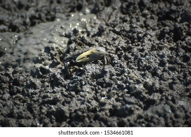 Fiddler Crab, Ghost Crab (Ocypodidae) Walking In The Mangrove
