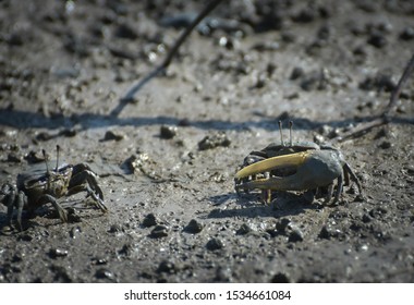 Fiddler Crab, Ghost Crab (Ocypodidae) Walking In The Mangrove
