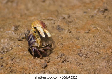 1,065 Male fiddler crab Images, Stock Photos & Vectors | Shutterstock